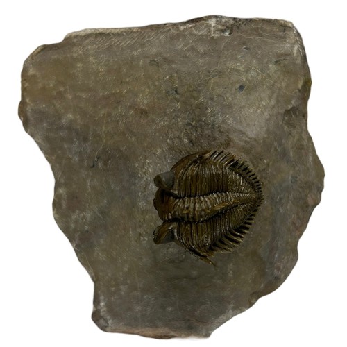 646 - A FOSSILISED TRILOBITE (ERBENOCHILE),

7.3cm x 7cm x 3.5cm