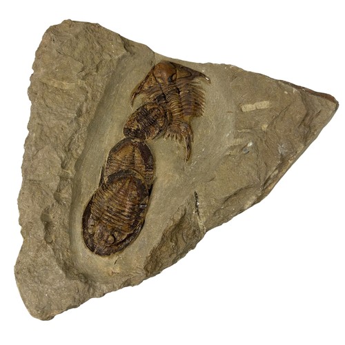 643 - A FOSSILISED TRILOBITE PLATE (EULOMA FOULONIA)

Devonian period. 

17cm x 16cm