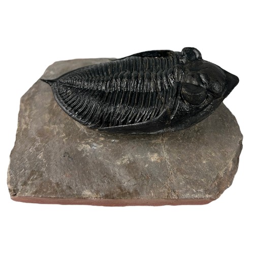 645 - A FOSSILISED TRILOBITE (ZLICHOVASPIS ODONTOCHILE),

Devonian circa 414-391 million years old. 

10cm... 