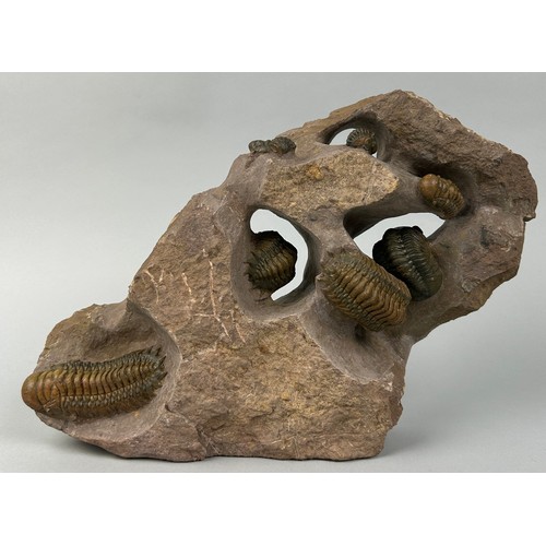 648 - A TRILOBITE COMPOSITE SCULPTURE 'CROTALOCEPHALUS AND REDROPS TRILOBITES' 

31cm x 21cm x 6cm