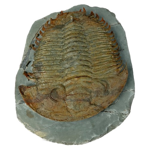 644 - A FOSSILISED TRILOBITE (LONGIANDA) CIRCA 521-250MILLION YEARS OLD, 

17cm x 13cm 

Some damage to sp... 