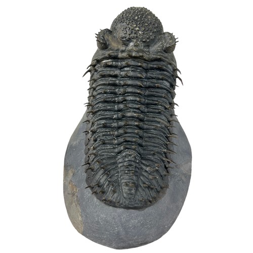 647 - A LARGE TRILOBITE (DROTOPS ARMATUS),

Eifelian to Mid Devonian.

13cm x 9cm x 9cm