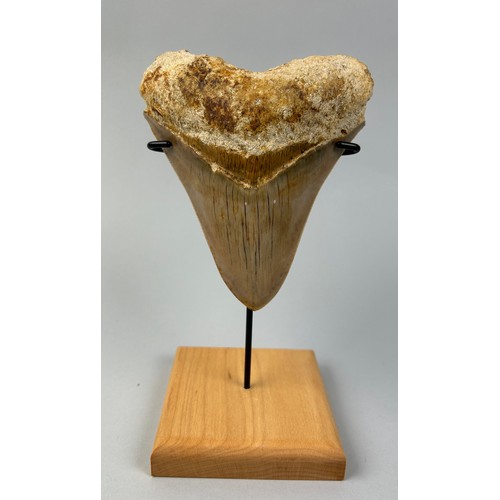 649 - A LARGE FOSSILISED MEGALODON TOOTH,
 
13cm x 10.5cm 

Mounted on a stand.