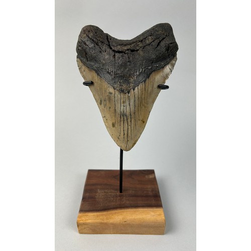 650 - A LARGE BLACK MEGALODON TOOTH, 

13cm x 9.5cm