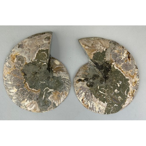 637 - A VERY LARGE POLISHED AMMONITE FOSSIL FROM DORSET

Asteroceras Stellare Ammonite from the Jurassic C... 