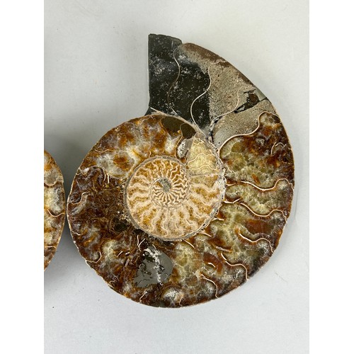 637 - A VERY LARGE POLISHED AMMONITE FOSSIL FROM DORSET

Asteroceras Stellare Ammonite from the Jurassic C... 