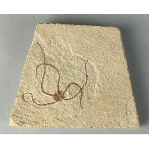 638 - A BRITTLE STAR/ STARFISH FOSSIL FROM GERMANY

A well-preserved fossil Brittle Star prepared from its... 