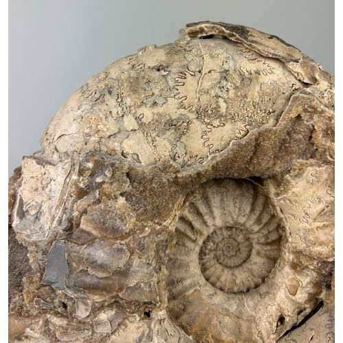 413C - A LARGE AMMONITE FROM DORSET,

Asteroceras Stellare from Lyme Regis on freestanding base. Jurassic c... 