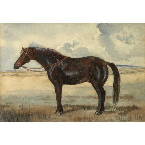 29 - EQUESTRIAN INTEREST: A WATERCOLOUR PAINTING ON PAPER DEPICTING A HORSE IN A FIELD, 

Initialled G.B.... 