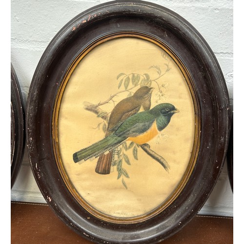 34 - AFTER JOHN GOULD: COLOURED PRINTS ON PAPER DEPICTING PAIRS OF EXOTIC BIRDS, 

Mounted in brown oval ... 