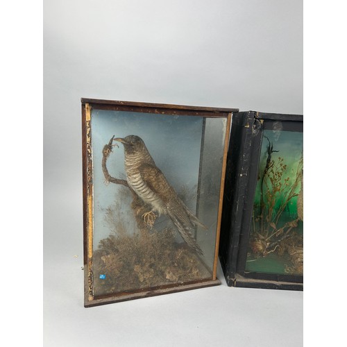 52 - A GROUP OF THREE ANTIQUE TAXIDERMY CASED BIRDS (3)