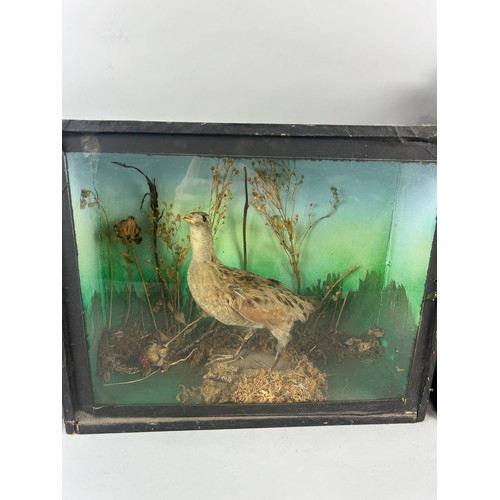 52 - A GROUP OF THREE ANTIQUE TAXIDERMY CASED BIRDS (3)