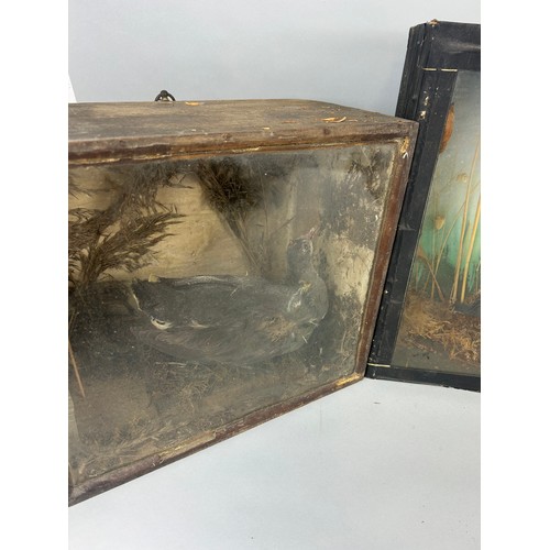 53 - A GROUP OF THREE ANTIQUE TAXIDERMY CASED BIRDS (3)
