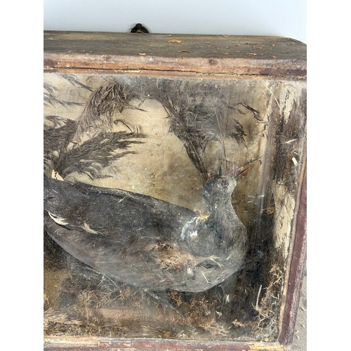 53 - A GROUP OF THREE ANTIQUE TAXIDERMY CASED BIRDS (3)