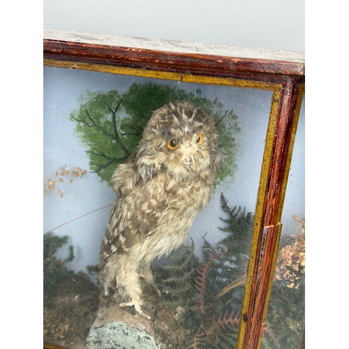 54 - AN ANTIQUE CASED CANARY AND A CASED OWL (2)