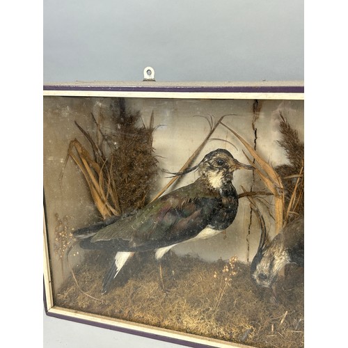 55 - AN ANTIQUE TAXIDERMY CASE OF TWO BIRDS, 

57cm x 30cm x 16cm