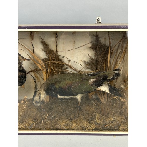 55 - AN ANTIQUE TAXIDERMY CASE OF TWO BIRDS, 

57cm x 30cm x 16cm