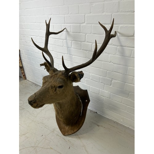 56 - AN ANTIQUE TAXIDERMY HEAD OF A DEER ON SHIELD,

90cm x 70cm x 40cm