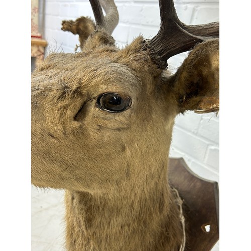 56 - AN ANTIQUE TAXIDERMY HEAD OF A DEER ON SHIELD,

90cm x 70cm x 40cm