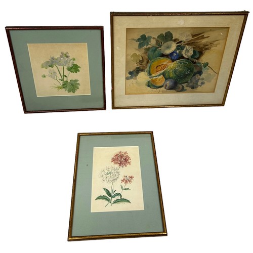 195 - BOTANICAL WATERCOLOURS / PRINTS TO INCLUDE TWO BY J.F. ROSENBERG (3) 

Mounted in frames and glazed.... 