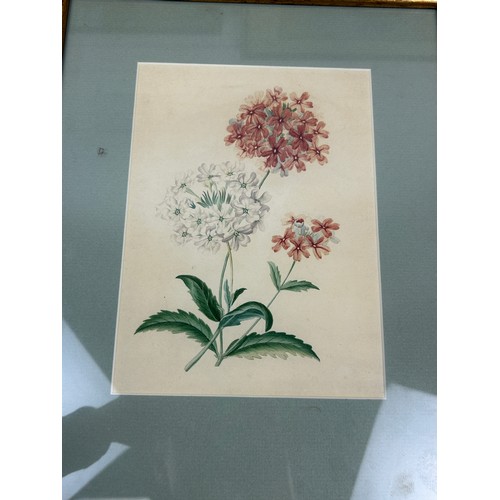 195 - BOTANICAL WATERCOLOURS / PRINTS TO INCLUDE TWO BY J.F. ROSENBERG (3) 

Mounted in frames and glazed.... 