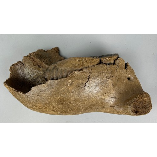 150 - A MASSIVE SIBERIAN JUVENILE MAMMOTH JAW, 

40cm x 20cm x 10cm