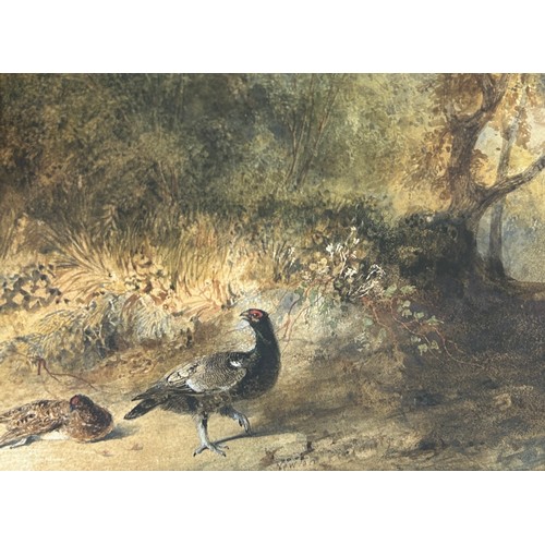 105 - NEWTON FIELDING (BRITISH 1799-1856): A WATERCOLOUR PAINTING ON PAPER DEPICTING TWO GAME BIRDS, 

Sig... 