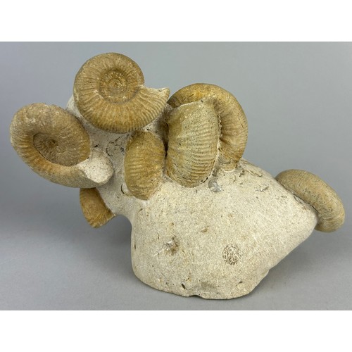 152 - A SCULPTURAL AMMONITE FOSSIL,

14cm x 10cm 

A freestanding, double-sided cluster of six Ammonite fo... 