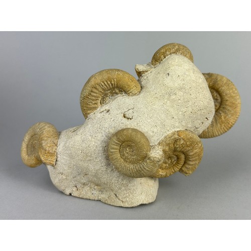 152 - A SCULPTURAL AMMONITE FOSSIL,

14cm x 10cm 

A freestanding, double-sided cluster of six Ammonite fo... 