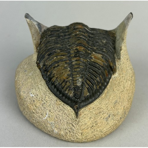 153 - A LARGE FLYING TRILOBITE FOSSIL,

8cm x 8cm x 6cm 

An exceptionally well-preserved, large trilobite... 