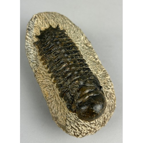 154 - A LARGE TRILOBITE FOSSIL

11.7cm total length, including matrix

From the Atlas Mountains in Morocco... 