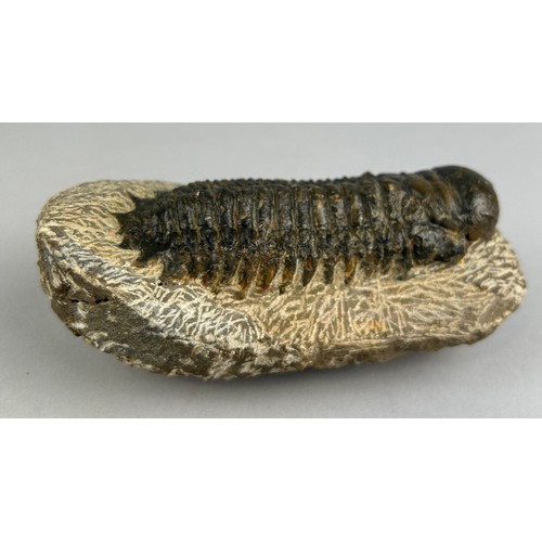 154 - A LARGE TRILOBITE FOSSIL

11.7cm total length, including matrix

From the Atlas Mountains in Morocco... 