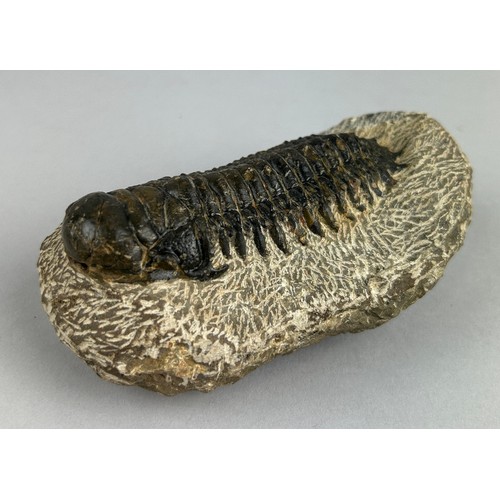 154 - A LARGE TRILOBITE FOSSIL

11.7cm total length, including matrix

From the Atlas Mountains in Morocco... 