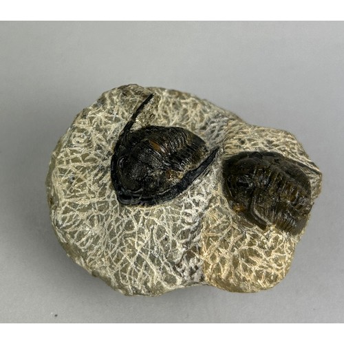 155 - A SCARCE DOUBLE TRILOBITE FOSSIL,

6cm x 6cm 

From the Alnif region in Morocco. Middle Devonian cir... 