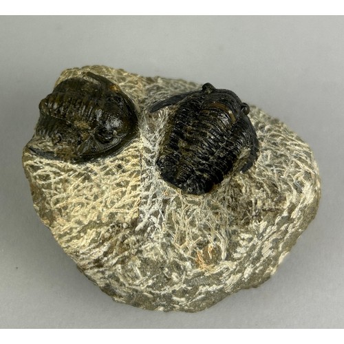 155 - A SCARCE DOUBLE TRILOBITE FOSSIL,

6cm x 6cm 

From the Alnif region in Morocco. Middle Devonian cir... 