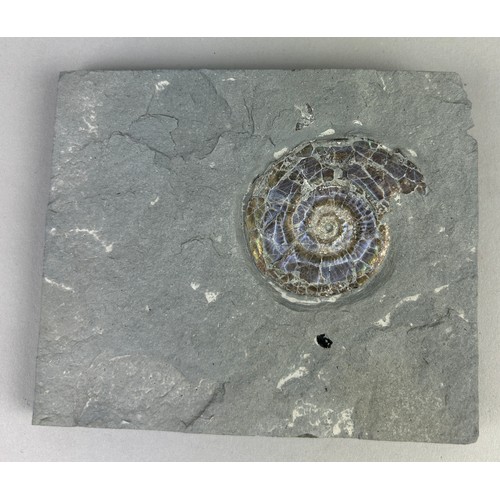 151 - AN IRIDESCENT AMMONITE FOSSIL FROM SOMERSET,

12cm x 10cm including matrix. 

This ammonite specimen... 