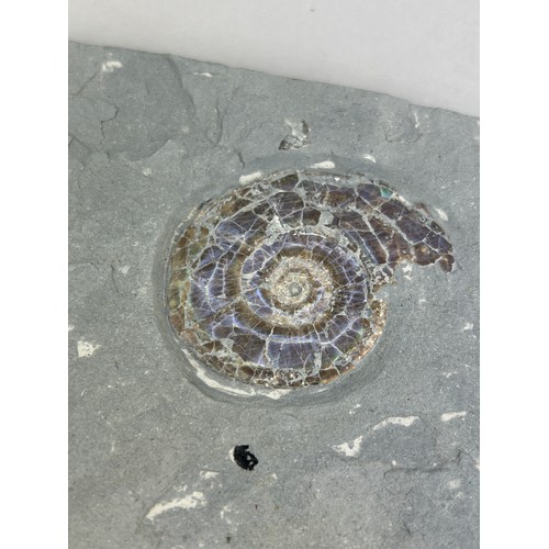 151 - AN IRIDESCENT AMMONITE FOSSIL FROM SOMERSET,

12cm x 10cm including matrix. 

This ammonite specimen... 