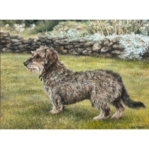 86 - SUE CASSON (20TH CENTURY BRITISH): AN OIL PAINTING ON CANVAS TITLED 'WIRE HAIRED DACHSHUND', 

44cm ... 