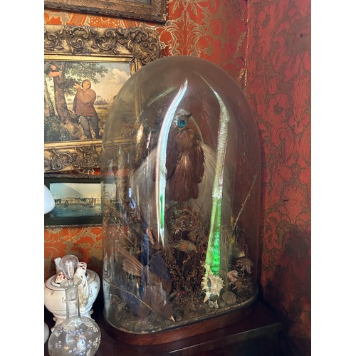 22 - A LARGE VICTORIAN GLASS DOME AND BASE FILLED WITH TAXIDERMY BIRD DIORAMA,

73cm x 45cm