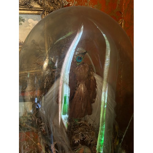 22 - A LARGE VICTORIAN GLASS DOME AND BASE FILLED WITH TAXIDERMY BIRD DIORAMA,

73cm x 45cm