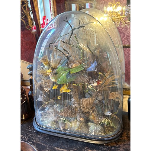 71 - A VICTORIAN GLASS DOME WITH TAXIDERMY BIRD DIORAMA, 

62cm x 50cm