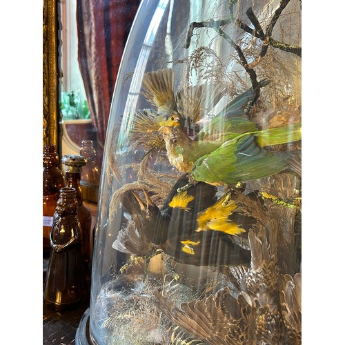 71 - A VICTORIAN GLASS DOME WITH TAXIDERMY BIRD DIORAMA, 

62cm x 50cm