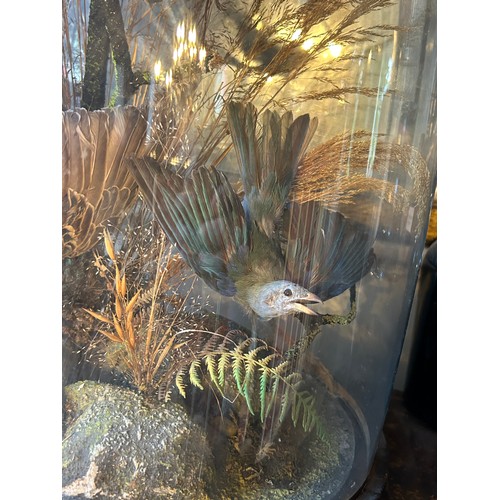 71 - A VICTORIAN GLASS DOME WITH TAXIDERMY BIRD DIORAMA, 

62cm x 50cm