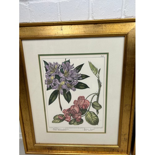 793 - A SET OF FOUR HAND COLOURED BOTANICAL PRINTS AFTER SYD EDWARDS AND E SANSOM, 

34cm x 26cm 

Mounted... 