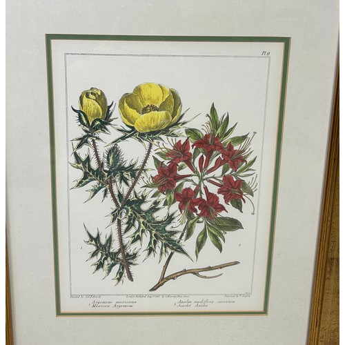 793 - A SET OF FOUR HAND COLOURED BOTANICAL PRINTS AFTER SYD EDWARDS AND E SANSOM, 

34cm x 26cm 

Mounted... 