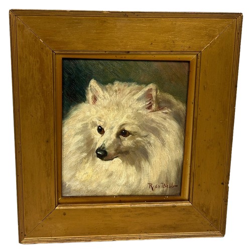 421 - ROSA BEBB (1857-1938): AN OIL PAINTING ON BOARD DEPICTING A FINE PORTRAIT OF A WHITE POMERANIAN DOG,... 