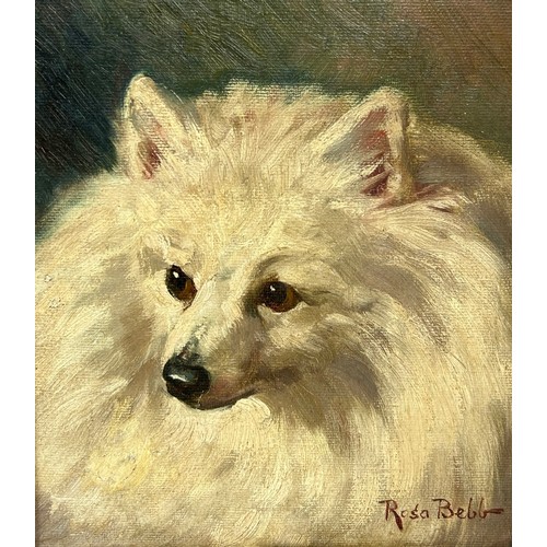 421 - ROSA BEBB (1857-1938): AN OIL PAINTING ON BOARD DEPICTING A FINE PORTRAIT OF A WHITE POMERANIAN DOG,... 