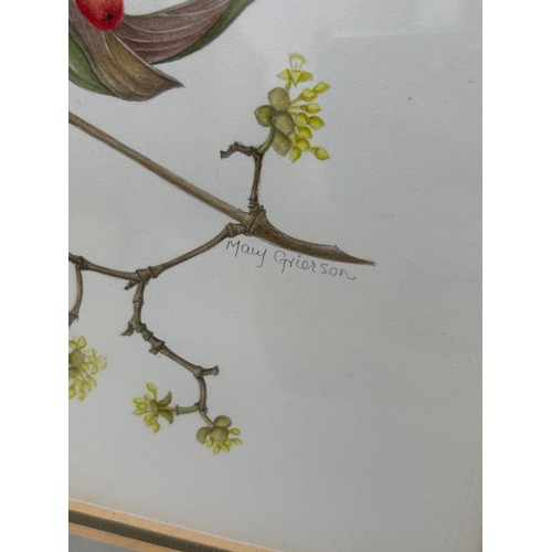 789 - MARY GRIERSON (BRITISH): TWO BOTANICAL WATERCOLOUR PAINTINGS ON PAPER, 

Signed in pencil. 

Spink a... 