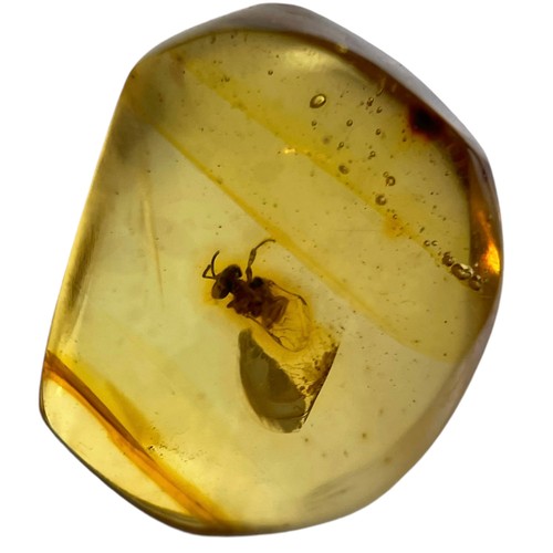 A FOSSIL BEE IN CLEAR AMBER GEM A highly detailed bee in a