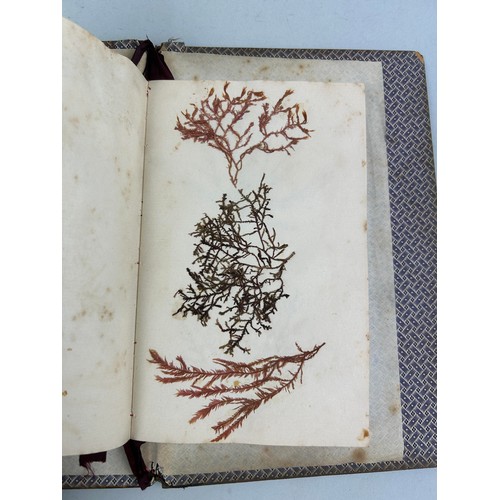 461 - SEA WEED FROM BRUNE ISLAND AND THE RIVER DERVENT VAN FIEMANS LAND COLLECTED BY MISS BAUDINER IN 1840... 